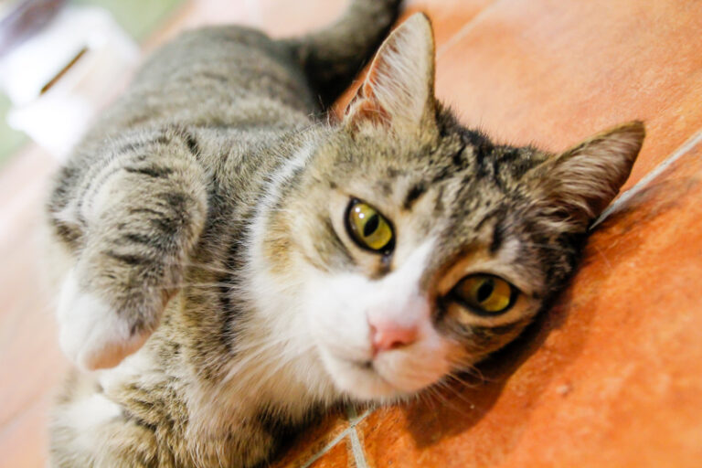 multimedia-foto57340-642-1