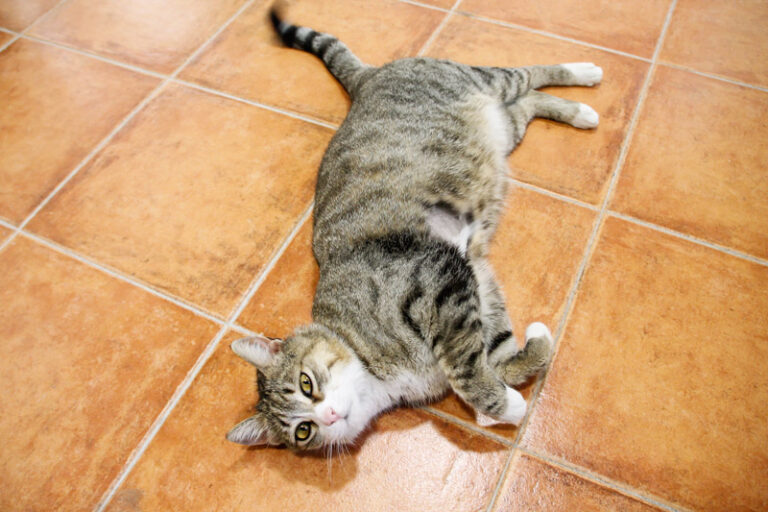 multimedia-foto57341-643-1