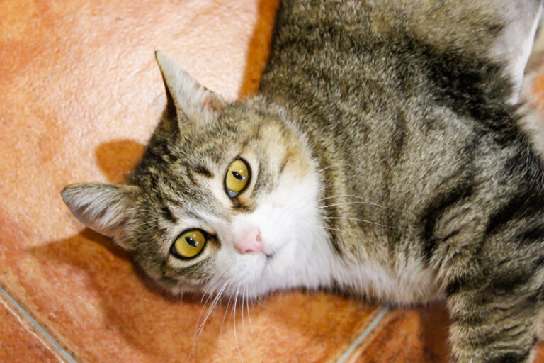 multimedia-foto57342-643-1