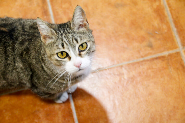 multimedia-foto57343-643-1