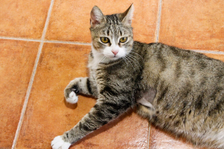 multimedia-foto57344-643-1