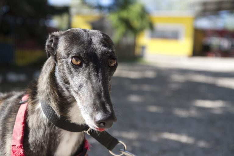 multimedia-foto57365-917-1