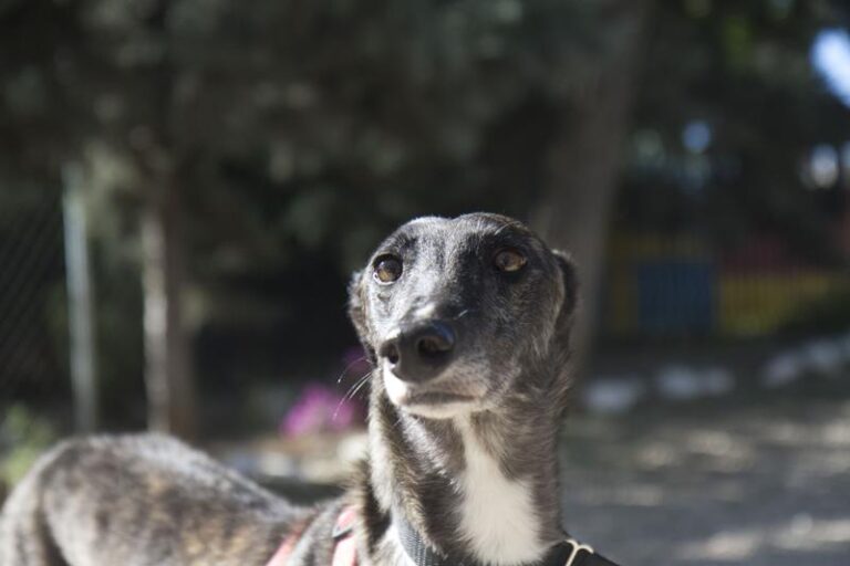 multimedia-foto57366-917-1