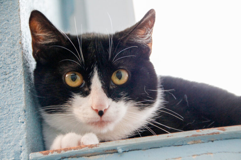 multimedia-foto57388-315-1