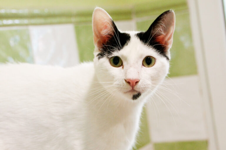 multimedia-foto57391-387-1