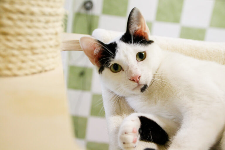 multimedia-foto57394-387-1