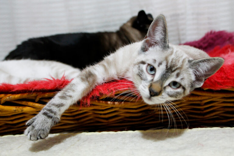 multimedia-foto57404-693-1