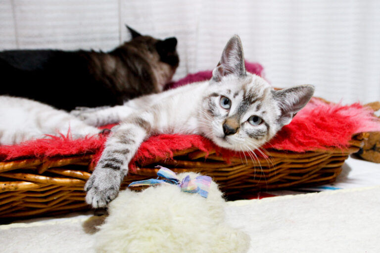 multimedia-foto57405-694-1