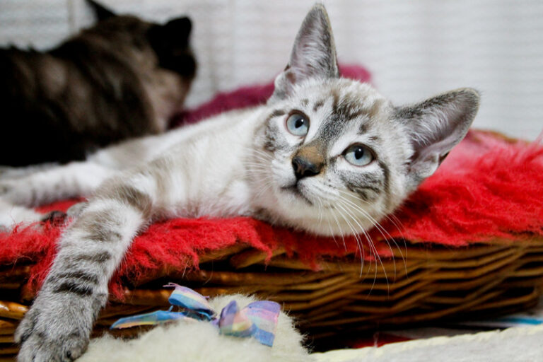 multimedia-foto57406-694-1