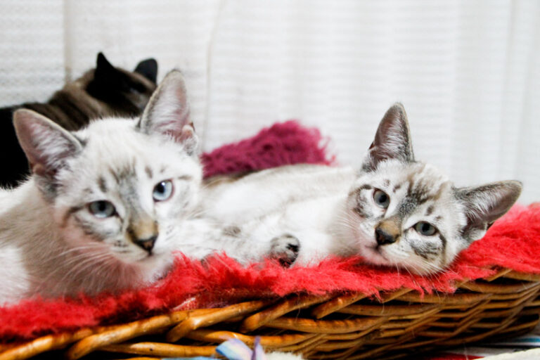 multimedia-foto57408-694-1