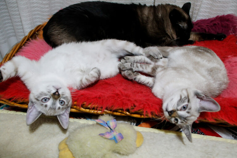 multimedia-foto57409-694-1