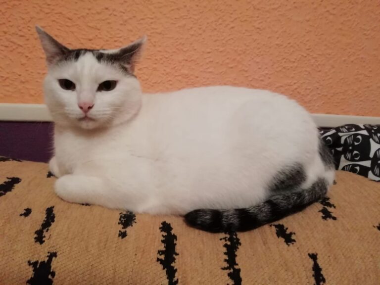 multimedia-foto57431-487-1