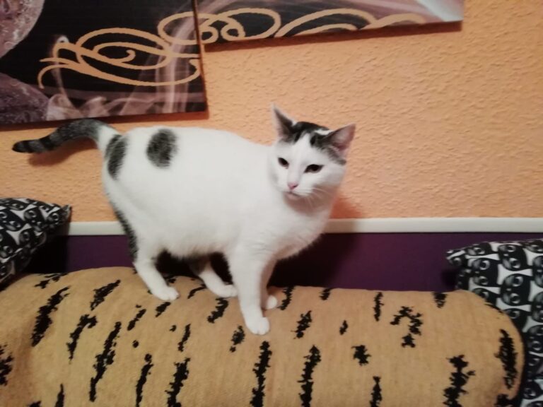 multimedia-foto57433-488-1