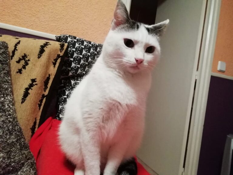 multimedia-foto57434-488-1