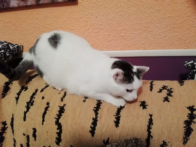 multimedia-foto57435-488-1