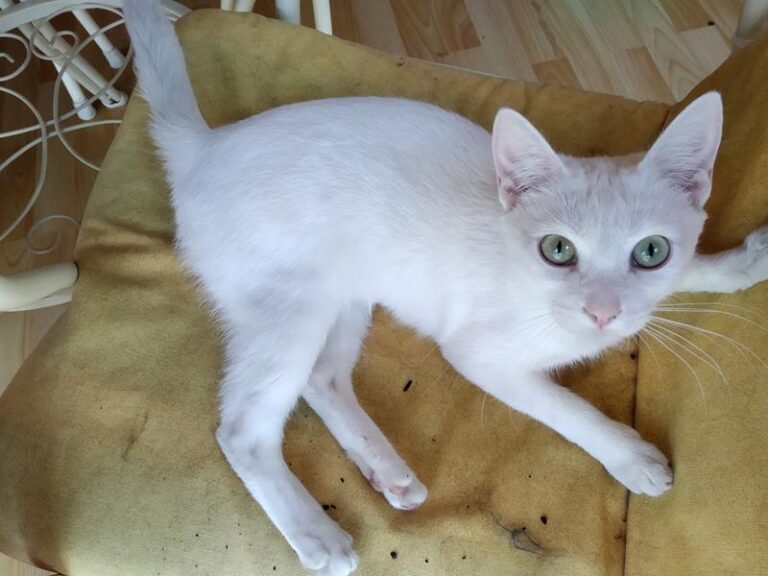 multimedia-foto57475-488-1