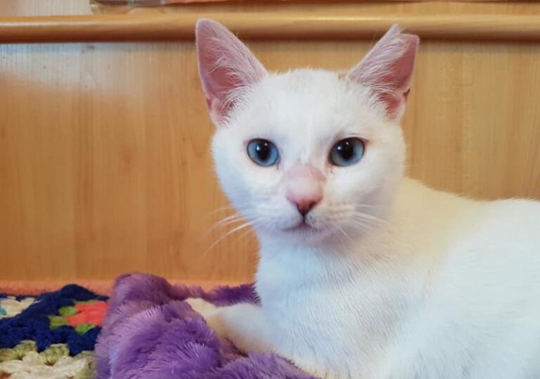 multimedia-foto57504-447-1