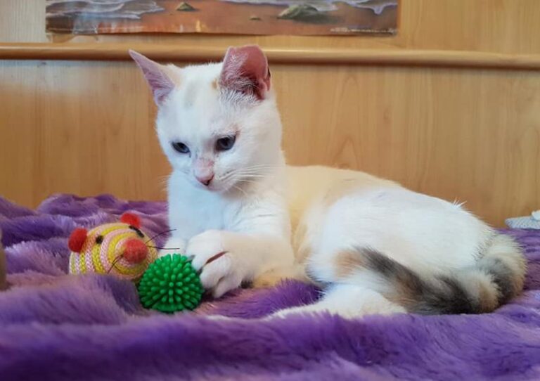 multimedia-foto57505-447-1