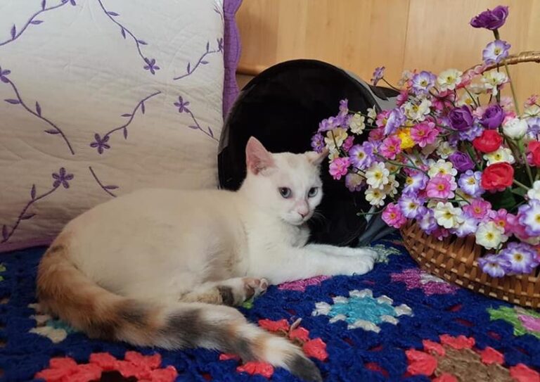 multimedia-foto57506-447-1