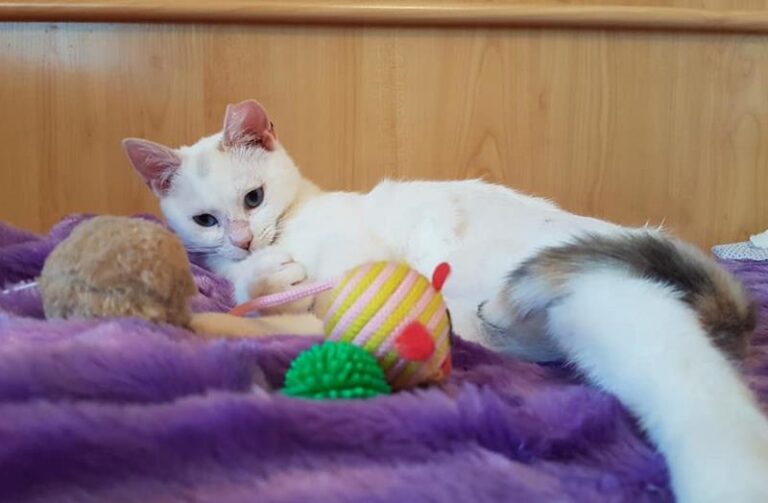 multimedia-foto57507-447-1