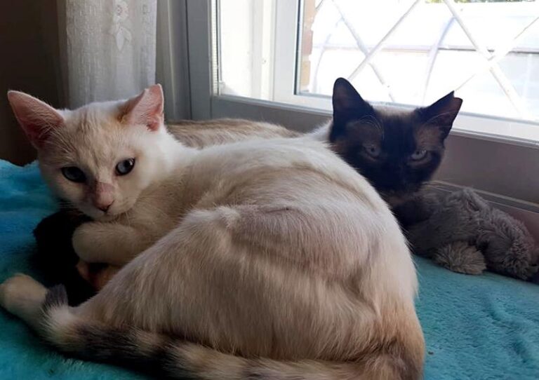 multimedia-foto57508-447-1