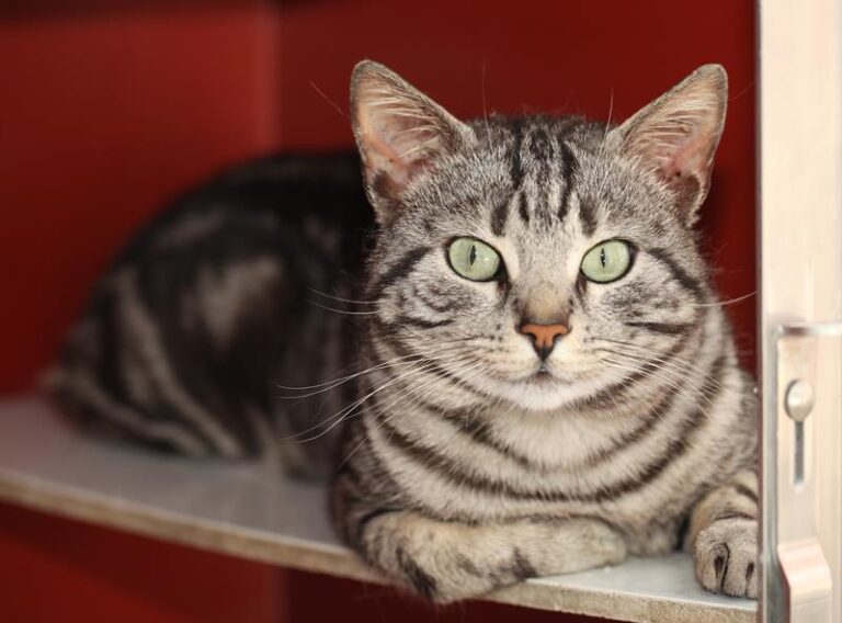 multimedia-foto57524-942-1