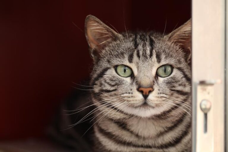 multimedia-foto57525-942-1