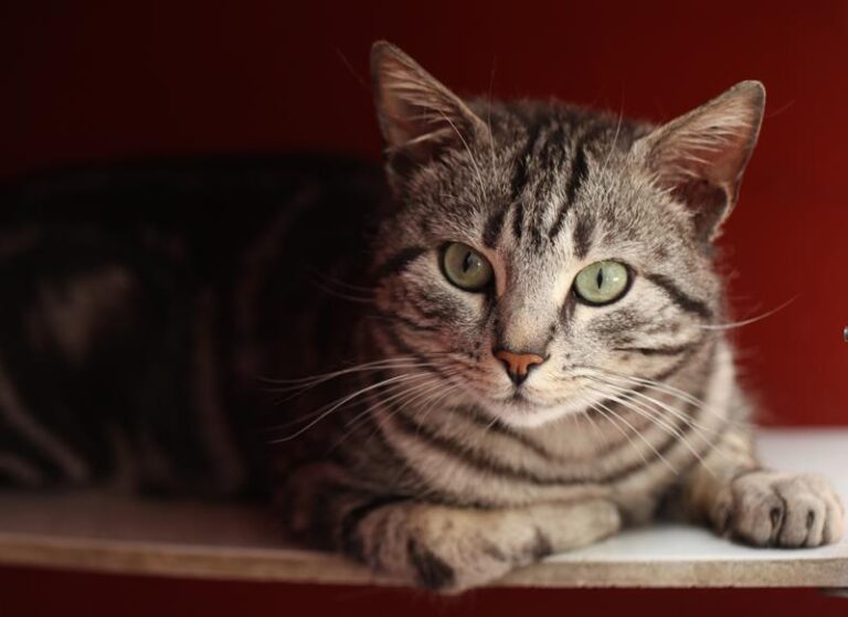 multimedia-foto57526-942-1