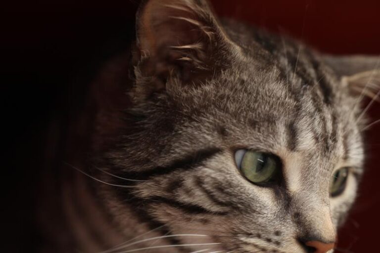 multimedia-foto57530-943-1