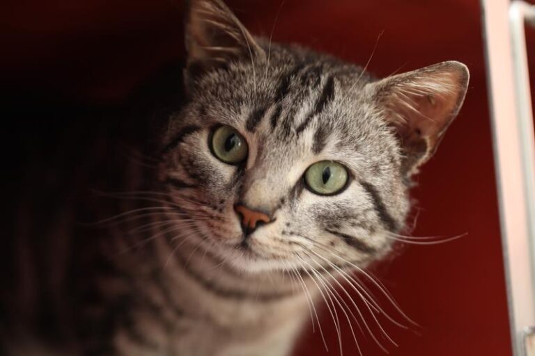 multimedia-foto57531-943-1