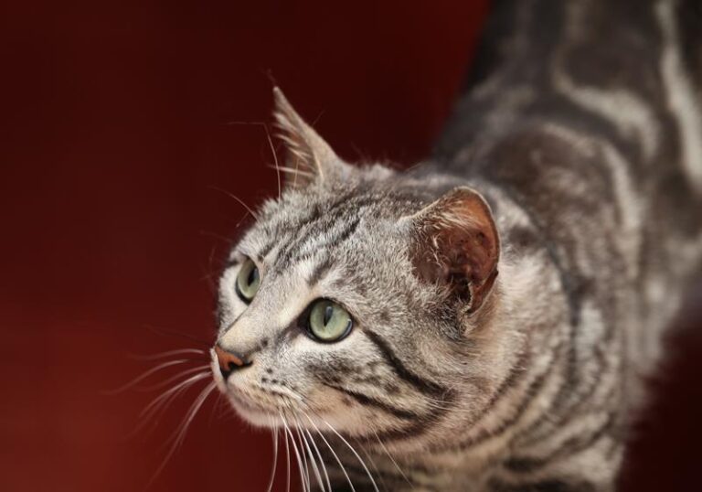 multimedia-foto57532-943-1