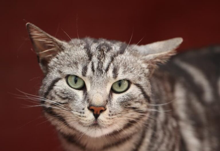 multimedia-foto57533-943-1