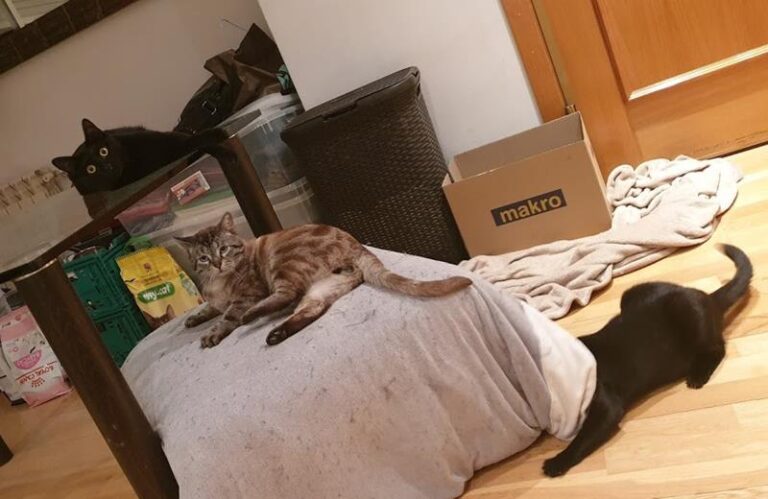 multimedia-foto57598-707-1