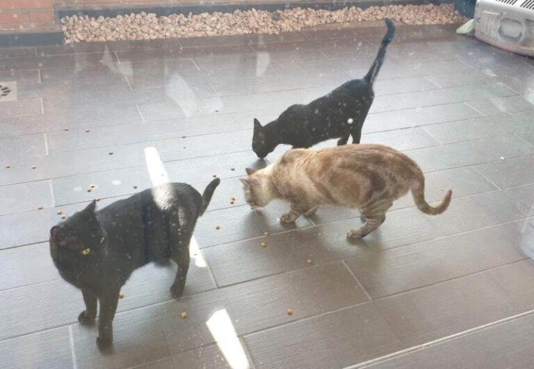 multimedia-foto57599-707-1