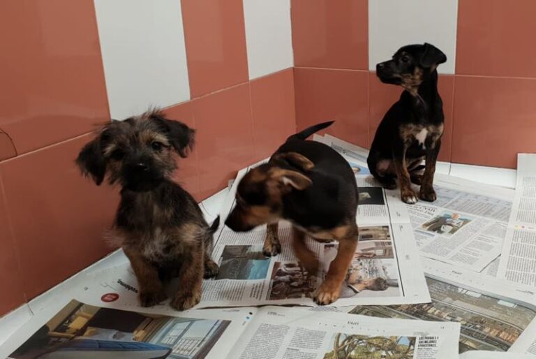 multimedia-foto57649-345-1