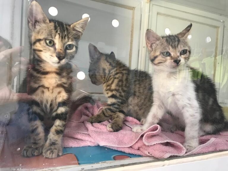 multimedia-foto57676-267-1