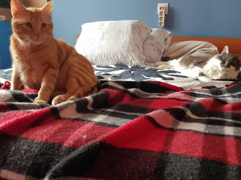 multimedia-foto57701-732-1