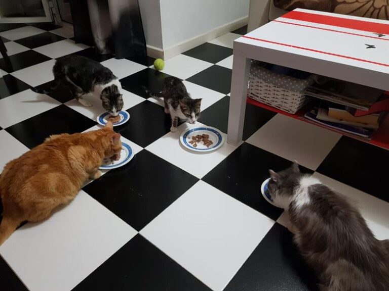 multimedia-foto57705-768-1