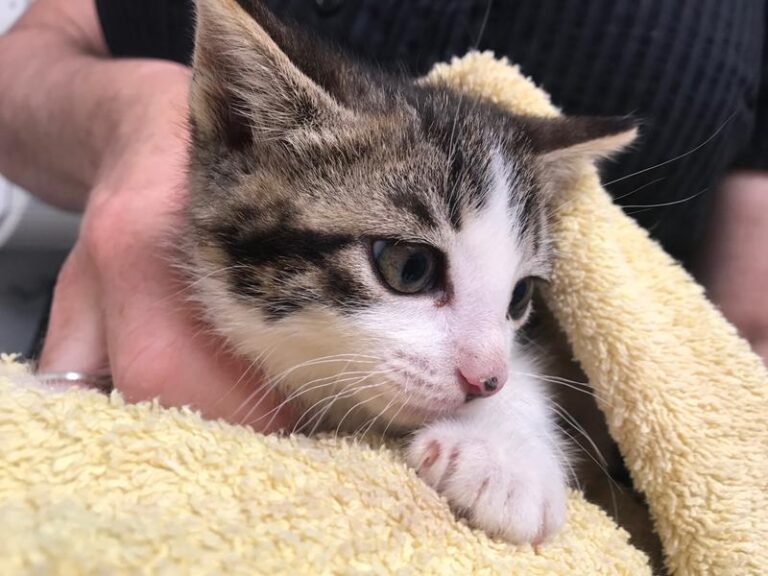 multimedia-foto57749-359-1