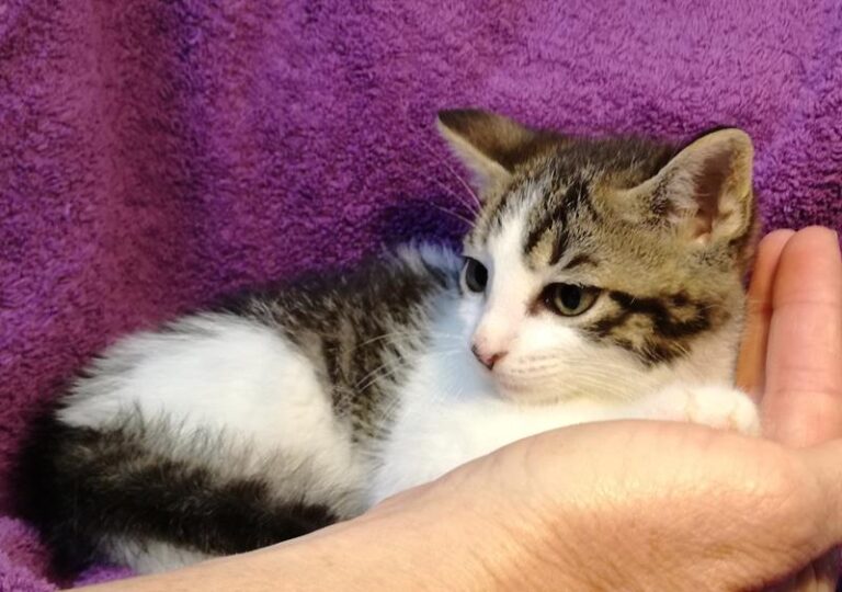 multimedia-foto57752-360-1