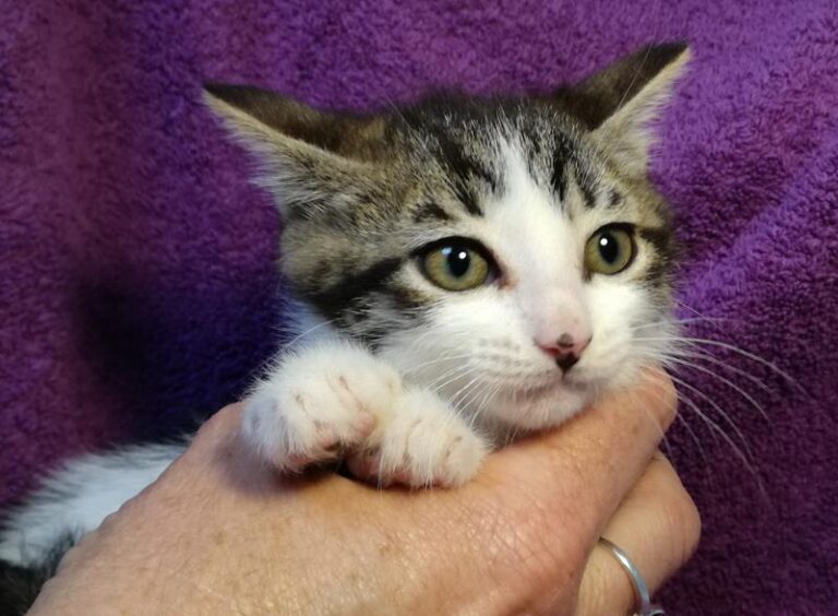 multimedia-foto57753-360-1