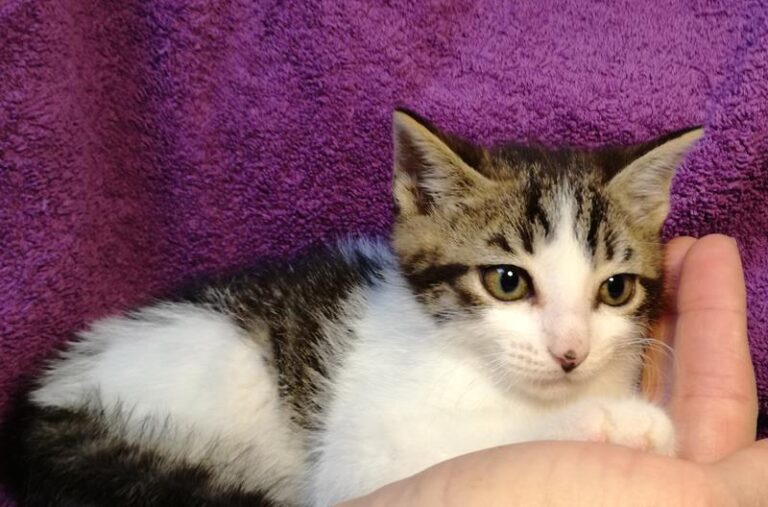 multimedia-foto57754-360-1