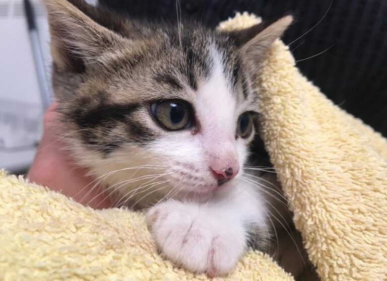 multimedia-foto57755-360-1