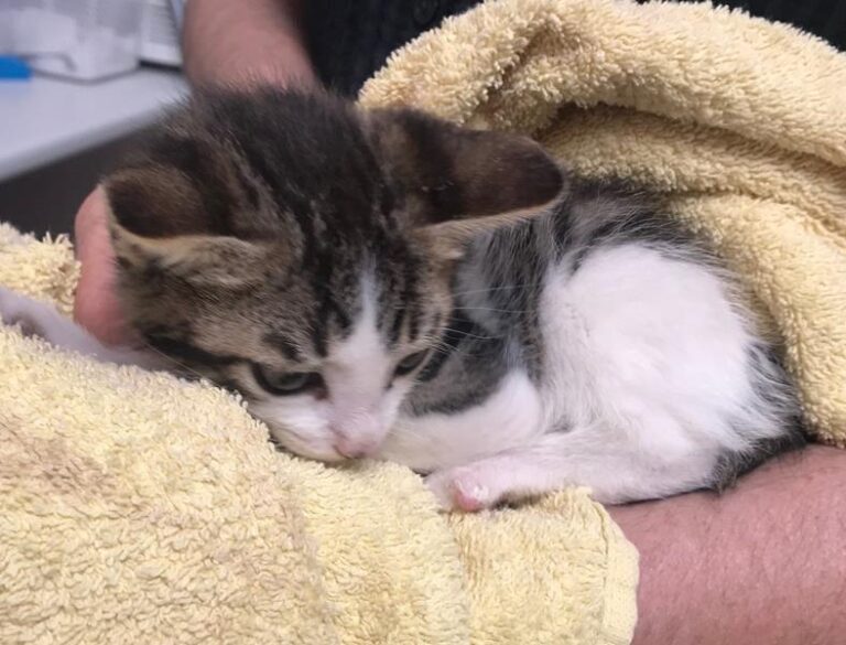 multimedia-foto57756-360-1