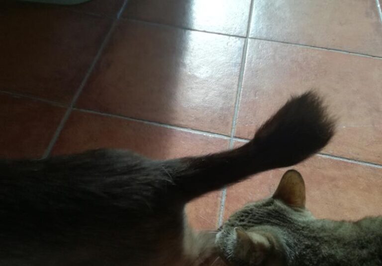 multimedia-foto57772-798-1