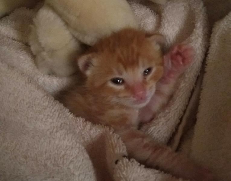 multimedia-foto57779-801-1