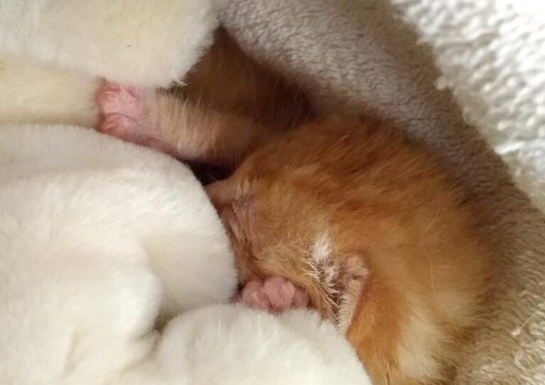 multimedia-foto57781-801-1