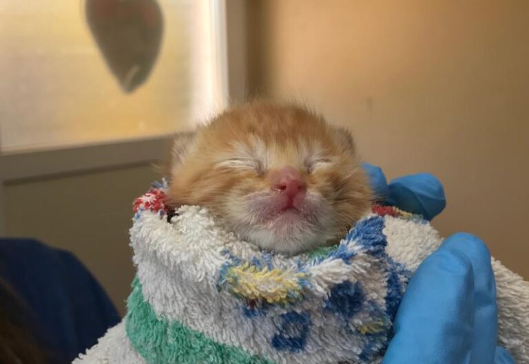 multimedia-foto57783-802-1