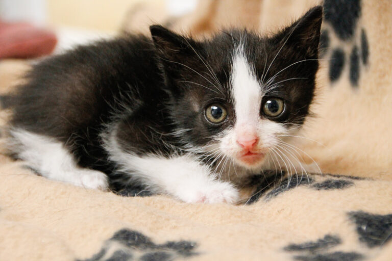 multimedia-foto57802-621-1