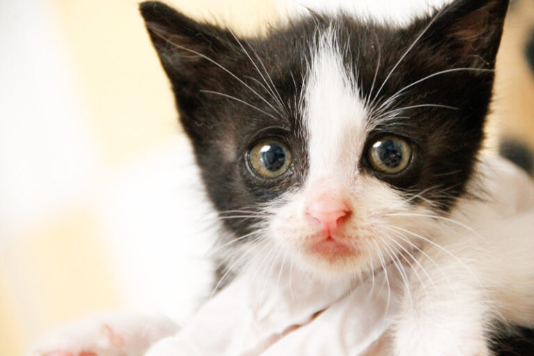 multimedia-foto57803-621-1